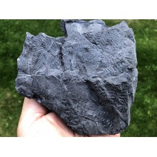 Senftenbergia plumosa